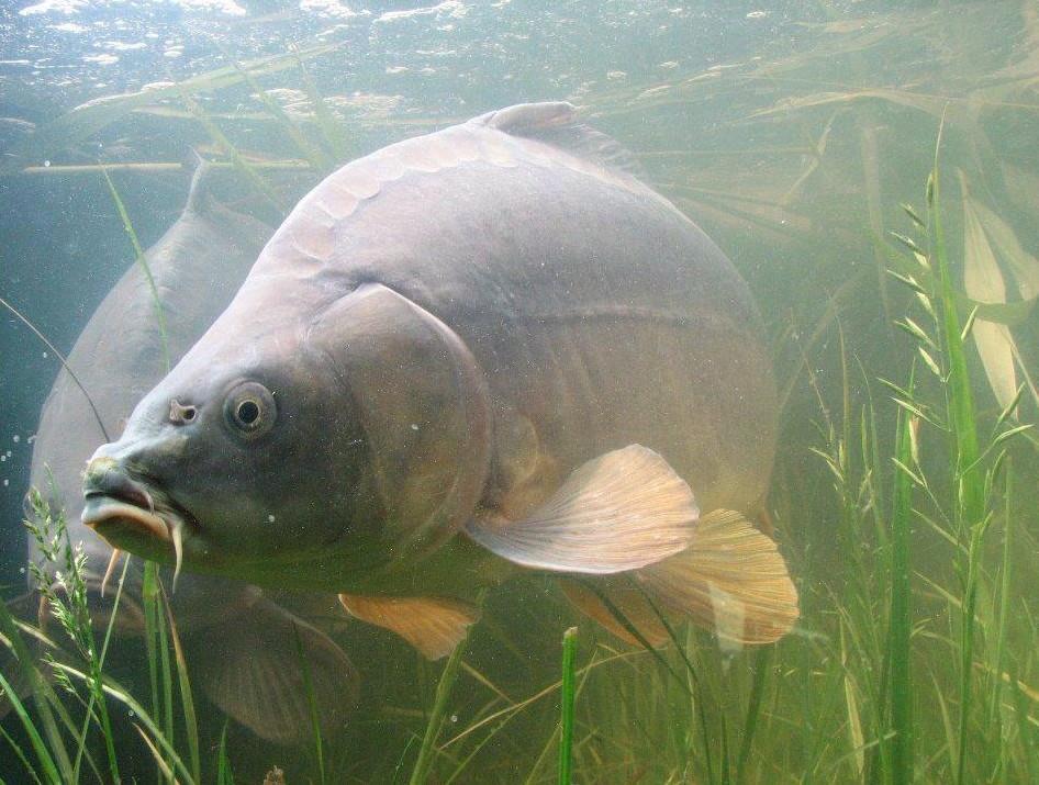 crapi - 4056645182078315488761685687921n.jpg